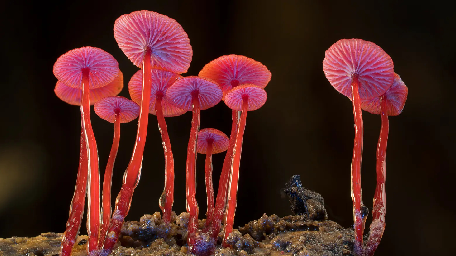 Бьорк озвучила научно-популярный 3D-фильм о грибах